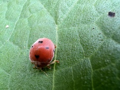 Epilachna maculicollis