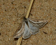 Ithysia pravata