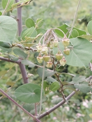 Pergularia