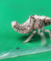 Nogodinidae