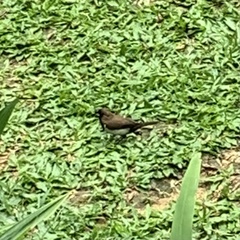 Lonchura leucogastroides