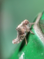 Nogodinidae