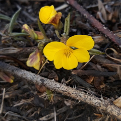 Viola xanthopetala