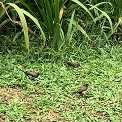 Lonchura leucogastroides