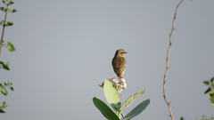 Saxicola maurus