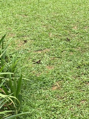 Lonchura leucogastroides