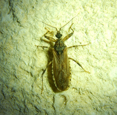 Oncocephalus