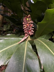 Alpinia sessiliflora