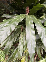 Alpinia sessiliflora