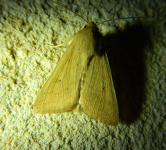 Mythimna vitellina