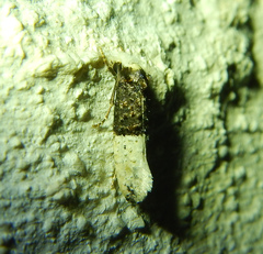 Trichophaga
