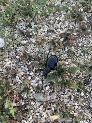 Eleodes grandicollis