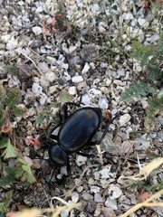 Eleodes grandicollis