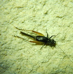 Trigonidium cicindeloides