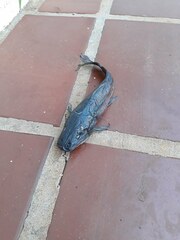 Siluriformes