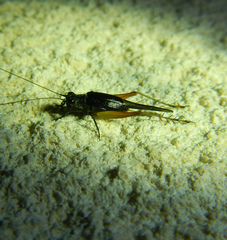 Trigonidium cicindeloides