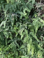 Adiantum cunninghamii