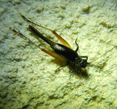 Trigonidium cicindeloides