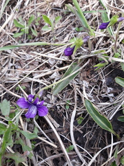 Viola mandshurica