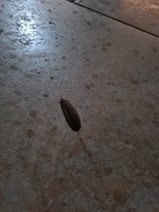 Phyllocaulis soleiformis