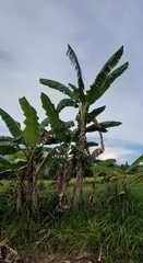 Musa