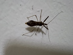 Epidaus sexspinus