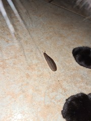 Phyllocaulis soleiformis