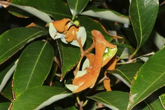 Aceria litchii
