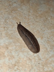 Phyllocaulis soleiformis