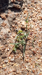 Ornithogalum rupestre