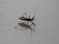 Epidaus sexspinus