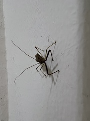Epidaus sexspinus