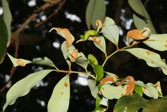 Aceria litchii