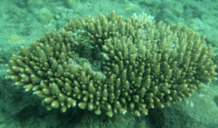 Acropora gemmifera
