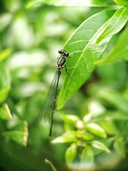 Onychargia atrocyana