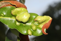 Aceria litchii