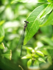 Onychargia atrocyana