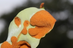 Aceria litchii