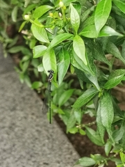 Onychargia atrocyana