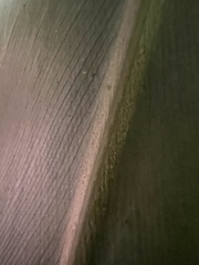 Alpinia sessiliflora