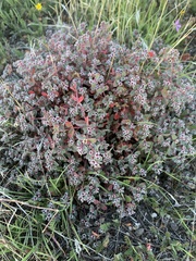 Euphorbia melanadenia