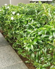 Onychargia atrocyana