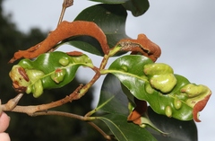 Aceria litchii