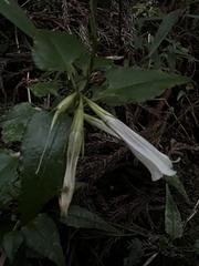 Tripterospermum luzonense