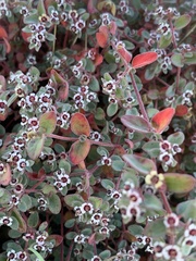 Euphorbia melanadenia