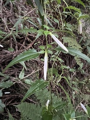 Tripterospermum luzonense