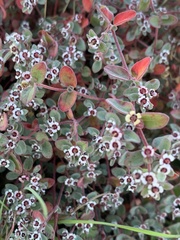 Euphorbia melanadenia