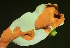Aceria litchii