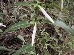 Tripterospermum luzonense