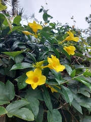 Allamanda
